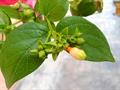 Nyctanthes arbor tristis